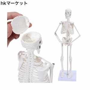SKUMODミニ 人体骨格模型、45cmのミニ骨格モデル 骨格模型解剖モデル、取り外し可能な腕と脚付き
