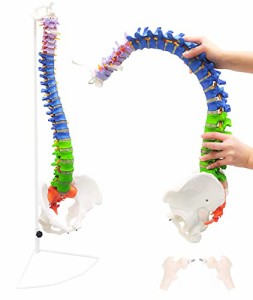 【理学療法士監修】脊椎 模型 90cm 可動式 脊椎骨盤模型 人体模型 実物大 配色脊柱 可動脊椎模型 股関節 医学 整骨院 教材 スタンド付き 