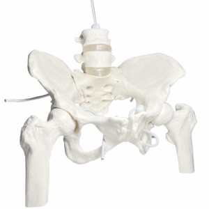 timiland 骨盤模型 人体模型 骨模型 可動骨格モデル 仙腸関節と恥骨結合部が動く女性骨盤模型 医学 教材 骨格標本 伸縮自在 女性等身大 