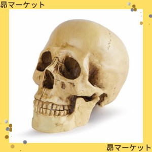 Revteds［公式］頭骸骨 1/1 模型 人体模型 スカル 置物 ボーンカラー
