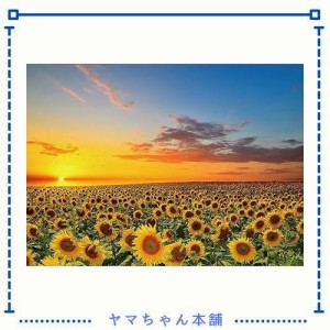 ジグソーパズル1000ピース ひまわり 風景 自然 ひまわり畑 パズル 向日葵 花畑 花 おしゃれ インテリア（70×50cm）