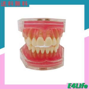 歯科 模型の通販｜au PAY マーケット