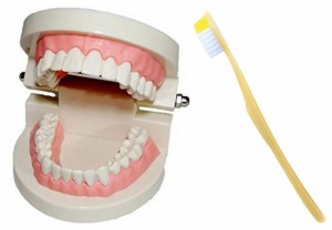 cmy select 歯 模型 歯列模型 歯模型 実物大 モデル 180度 開閉式 歯ブラシ セット (1個 (x 1), 1：歯ブラシセット)