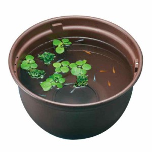 GEX メダカ元気 メダカのための飼育鉢 (茶, 水容量 約12L)