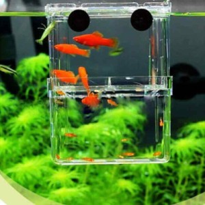 多機能 魚 繁殖隔離ボックス 水槽 孵化 産卵箱 水族館アクセサリー 金魚 (Large)