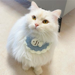 GHOSTCAT 犬猫用よだれかけ バンダナ 食事用バンダナ ハンドメイドよだれかけ 猫用首輪 かわいい猫首輪