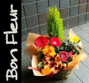 【花　プレゼント花】 おまかせプランツバスケット　５　お祝い花ギフトに　花宅配