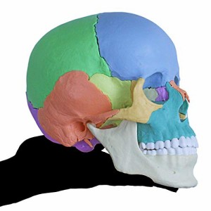ERLER ZIMMER (ドイツ エルラージマー社) ２２分割 マグネット式 頭蓋骨 頭蓋仙骨 模型 クレニオセラピー オステオパシー 【再入荷しまし