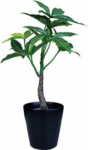 ケーアイジャパン インテリアグリーン 光触媒 造花 観葉植物 パキラ W17×D15×H25cm (ギフトボックス入り) TS