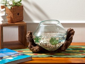 ナチュラルウッド バリガラス アクアリウム 金魚鉢 観葉植物 / 生活雑貨 ガーデニング・エクステリア 鉢・プランター