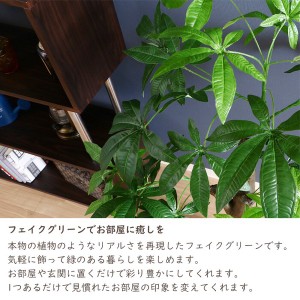  観葉植物 バキラ 朴の木タイプ / 家具・インテリア インテリアグリーン