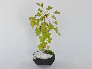 ミニイチョウ【盆栽 ミニ盆栽 bonsai ボンサイ ぼんさい 小品 誕生日 引越し祝昇進退職贈り物プレゼント】