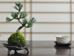 五葉松の苔玉【盆栽 ミニ盆栽 bonsai ボンサイ ぼんさい 小品 誕生日 引越し祝昇進退職贈り物プレゼント】