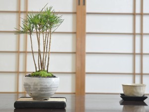 黒松の寄せ植え【盆栽 ミニ盆栽 鉢植】