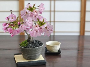 盆栽 桜 風流な盆栽 【ミニ盆栽 陶器鉢4号 盆栽ギフト おしゃれ 初心者 贈り物 ギフト プレゼント 誕生日 さくら】