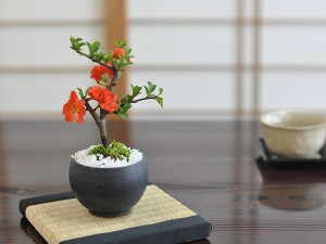 ミニ八重長寿梅 八重の花【盆栽 ミニ盆栽 四季咲き ボリューム 豪華】