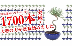 【圧倒的な高レビュー】盆栽 お試しミニ盆栽 黒松 はじめてでも安心 盆栽はじめてブックプレゼント中【趣味 松盆栽 盆栽 初心者】