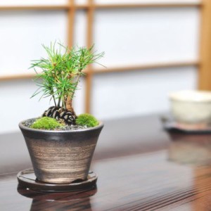松ぼっくりの盆栽【ミニ盆栽 テーブルプランツ 松ぼっくりの盆栽　かわいい植物 bonsai ぼんさい 松盆栽 おしゃれ ギフト 盆栽 開店 お祝