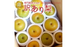 【ふるさと納税】【訳あり】農家さん応援！訳あり 和梨(2.5kg) 《本州のみの地域限定配送品》 梨 なし くだもの 果物 フルーツ 山梨 やま