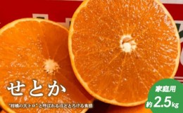 【ふるさと納税】【2月下旬頃より発送】 せとか 約 2.5kg 家庭用 ( みかん せとか  柑橘  家庭用 みかん 1kg 以上 おすすめ )