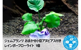 【ふるさと納税】ジェムプランツ おまかせ小型アヌビアス付き レインボーフローライト 1個