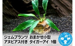 【ふるさと納税】ジェムプランツ おまかせ小型アヌビアス付き タイガーアイ 1個