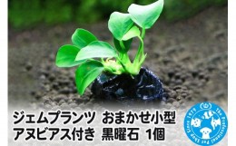 【ふるさと納税】ジェムプランツ おまかせ小型アヌビアス付き 黒曜石 1個