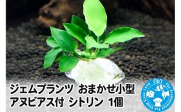 【ふるさと納税】ジェムプランツ おまかせ小型アヌビアス付 シトリン 1個