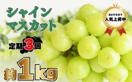 【ふるさと納税】2024年先行予約【定期便】シャインマスカット約1kg（2024年10月・11月・12月発送）