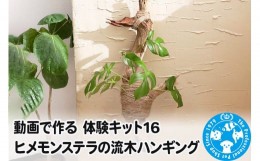 【ふるさと納税】動画で作る 体験キット16 ヒメモンステラの流木ハンギング