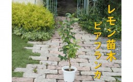 【ふるさと納税】植物 レモン 苗木 トゲ無し レモンの木 品種 ビアフランカ トゲ無し 3年生苗