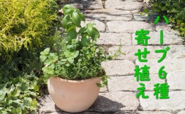 【ふるさと納税】植物 寄植え ハーブ 6種 寄せ植え つぼ丸型 鉢 25cm