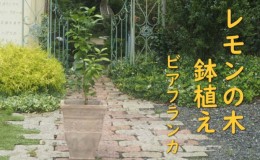 【ふるさと納税】植物 レモン トゲ無し 鉢植え レモンの木 品種 ビアフランカ アンティーク テラコッタ 鉢 直径31cm 配送不可 北海道 沖