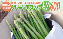 【ふるさと納税】数量限定 アスパラ LM サイズ 600g 朝採り 直送 春芽 グリーンアスパラガス 朝採れ 先行予約 【2025年2月から4月お届け