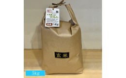 【ふるさと納税】志村屋米穀店 令和5年産新米小田原市産　はるみ(玄米) 5kg　＜出荷時期：10月中旬より順次出荷開始＞【 玄米 神奈川県 