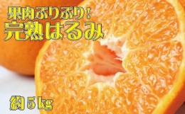 【ふるさと納税】 果肉ぷりぷり!完熟はるみ5kg　※2025年2月上旬頃〜2月下旬頃に順次発送予定(お届け日指定不可)  / みかん 蜜柑 フルー