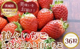 【ふるさと納税】No.362 【先行予約】粒々いちご36粒　とちおとめと白いちご【茨城県共通返礼品 かすみがうら市】 ／ 旬 新鮮 苺 イチゴ 