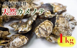 【ふるさと納税】【素潜り漁師直送】海の珍味！カメノテ1kg　獲りたてをお届けします！