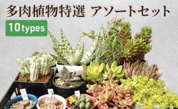 【ふるさと納税】多肉植物特選アソートセット