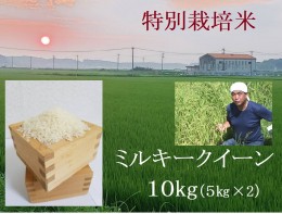 【ふるさと納税】【１１月発送】令和６年産新米 特別栽培米 ミルキークイーン 10kg | 安心 精米 もちもちした食感 こだわりの農法　TC‐0