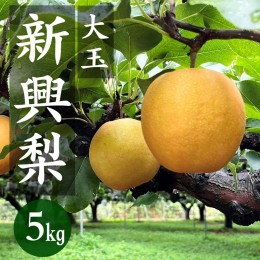 【ふるさと納税】【先行予約／数量限定200】京丹後産 新興梨 大玉 5kg（6〜10玉入り）（2024年10月上旬〜発送）