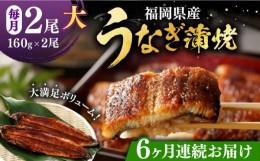 【ふるさと納税】【全6回定期便】福岡県産 うなぎ 蒲焼 大2尾　合計 320 g（1尾あたり 160g以上）《豊前市》【福岡養鰻】 国産 うなぎ 大