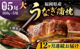 【ふるさと納税】【全12回定期便】福岡県産 うなぎ 蒲焼 大5尾　合計 800 g（1尾あたり 160g以上）《豊前市》【福岡養鰻】 国産 うなぎ 