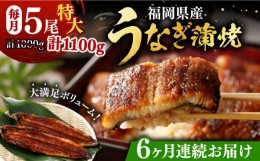 【ふるさと納税】【全6回定期便】福岡県産 うなぎ 蒲焼 特大 5尾 合計 1,100 g（1尾あたり 220g以上）《豊前市》【福岡養鰻】 国産 うな