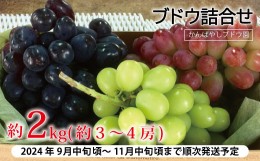 【ふるさと納税】[No.5657-2325]皮ごと食べられる ブドウ詰合せ 約2kg（約3〜4房）《かんばやしブドウ園》 ■2024年発送■※9月中旬頃〜1