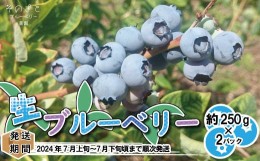 【ふるさと納税】[No.5657-2492]「生」ブルーベリー約250g×2パック（約500g）《そのさとブルーベリー農園》■2024年発送■※7月上旬頃〜