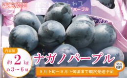 【ふるさと納税】[No.5657-2605]ナガノパープル 約2kg（約3〜6房）《黒岩果樹園》■2024年発送■※8月下旬頃〜9月下旬頃まで順次発送予定