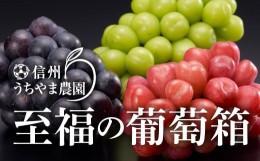 【ふるさと納税】 [No.5657-2938]【秋に届く】至福の葡萄箱（3色セット）約1.5kg《信州うちやま農園》■2024年発送■※10月上旬頃〜10月