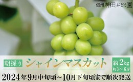 【ふるさと納税】[No.5657-3329]朝採り シャインマスカット 約2kg(約3〜6房)《信州神田ぶどう園》■2024年発送■※9月中旬頃〜10月下旬頃