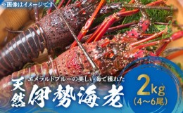 【ふるさと納税】■ エメラルドブルーの美しい海で獲れた天然伊勢海老2？（4〜6尾）